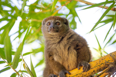 Low angle view of monkey sitting on tree