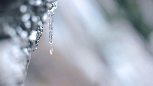 Close-up of icicles melting