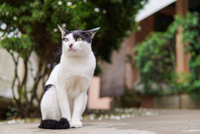 Cat sitting on footpath