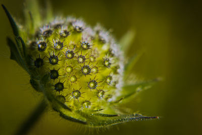 Close-up of plant