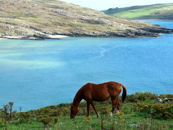 Horse grazing on field by sea against sky