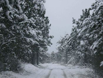 Road amidst trees against sky during winter