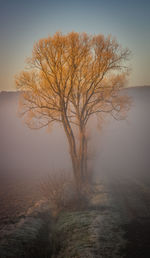 Bare tree on landscape against sky during foggy weather