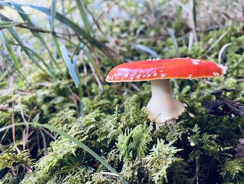 fungus