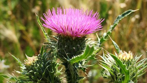 Close-up of purple thistle blooming outdoors