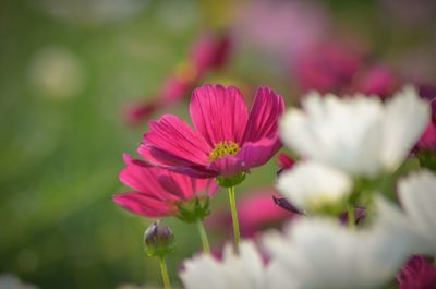 Close-up of pink cosmos flowers blooming outdoors