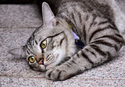 High angle view of tabby cat