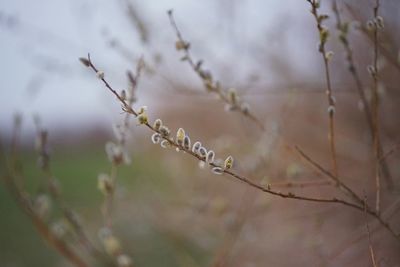 Close-up of flowering plant against blurred background