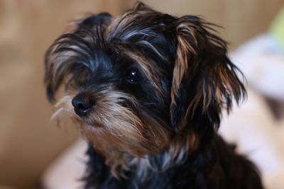 Close-up of dog at home