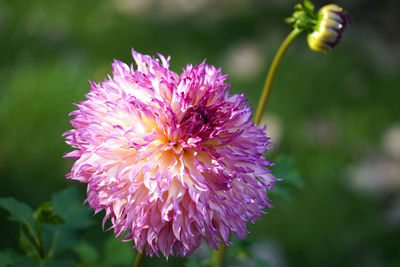 Close-up of purple flowering plant