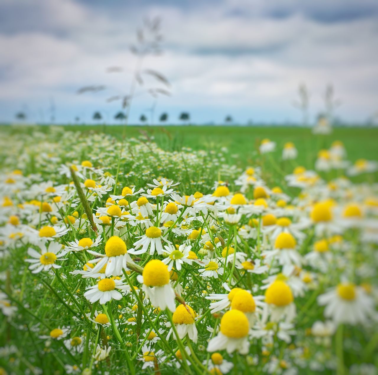 CLOSE-UP OF YELLOW FLOWERING PLANTS GROWING ON FIELD