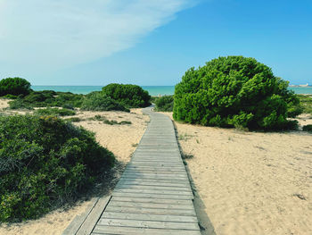 Footpath amidst trees against sky