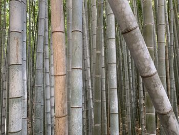 bamboo