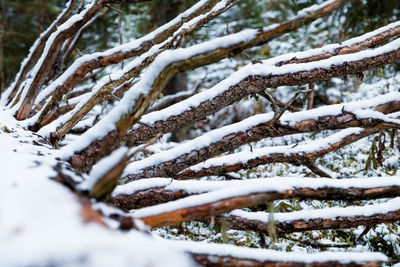Snow covered dead wood in the forest near lauterbrunnen, switzerland