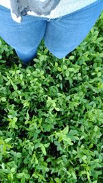 Plants growing on green landscape