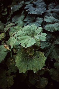 High angle view of leaves on land