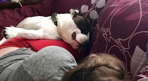 Close-up of dog sleeping on sofa