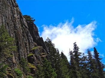 Low angle view of trees against blue sky