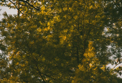 Low angle view of flowering plants during autumn