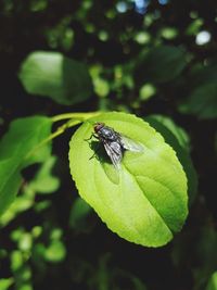 Close-up of fly on leaf