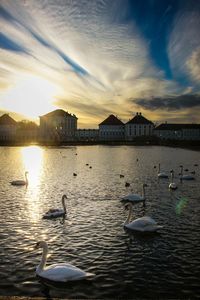 Swans swimming in water at sunset