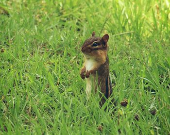 Squirrel on field