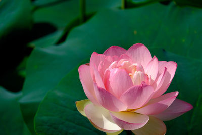 Close-up of pink lotus water lily