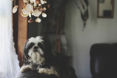 Close-up of dog at home