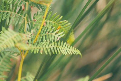 Close-up of plant against blurred background