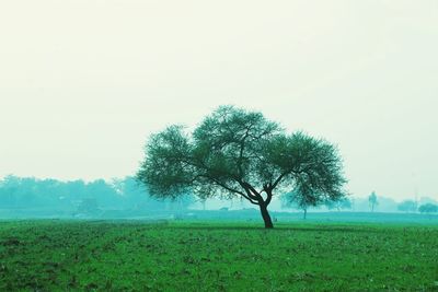 Tree on field against clear sky