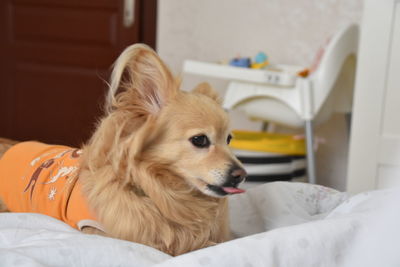 Portrait of dog lying down on bed