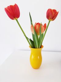 Close-up of red tulips over white background