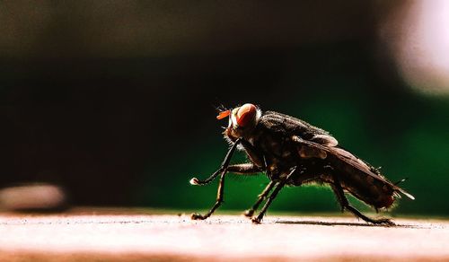 Close-up of fly