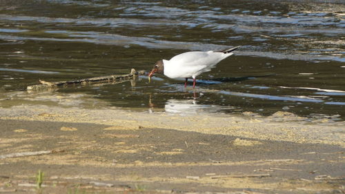 Bird perching on a lake