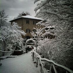 Bare trees against buildings