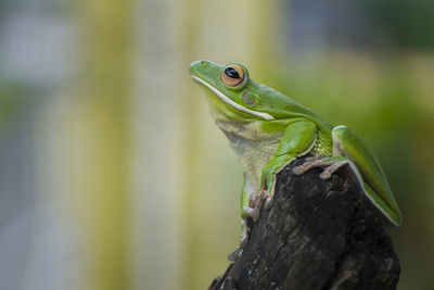 Close-up of frog on wood