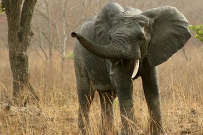 View of animals on field