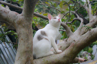 Cat sitting on branch of tree