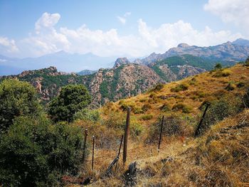 Plants growing on land against sky