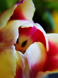 Close-up of red rose flower