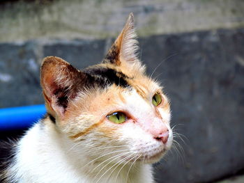 Close-up portrait of cat