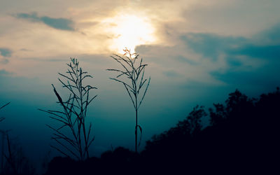 Low angle view of silhouette plants against sky at sunset
