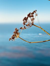 Close-up of wilted plant against blue sky