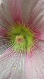 Close-up of pink flower