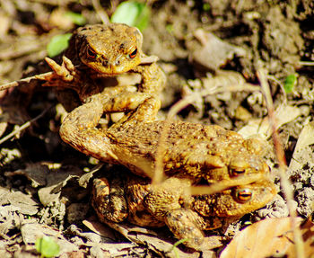 Close-up of frog on land