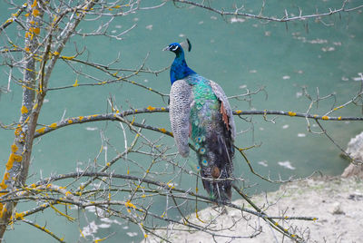 Low angle view of peacock perching on tree