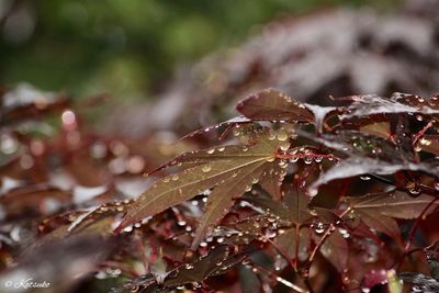 Close-up of red leaves