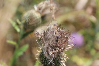 Close-up of dandelion