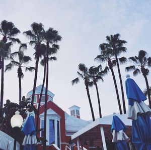 Low angle view of coconut palm trees against sky