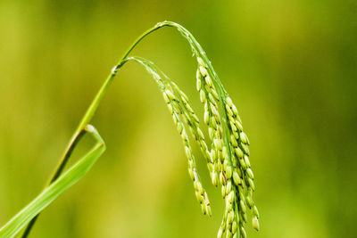 Close-up of crops growing on field